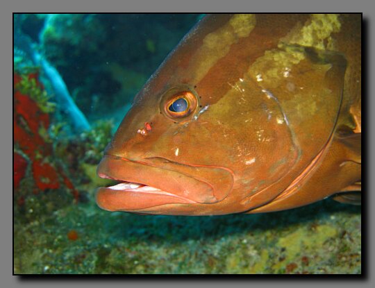nassau grouper